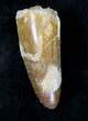 Large Cretaceous Fossil Crocodile Tooth - Morocco #19122-1